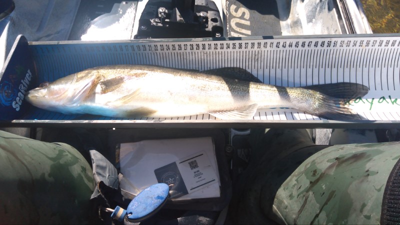 Fish Measure Picture
