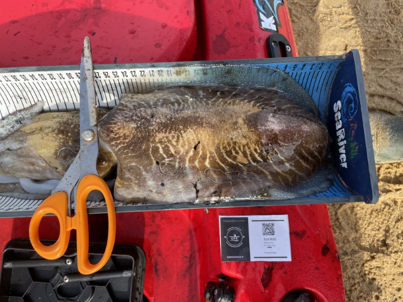 Fish Measure Picture