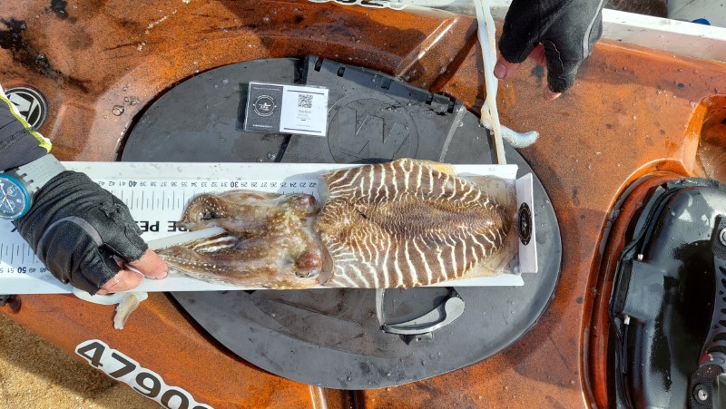 Fish Measure Picture