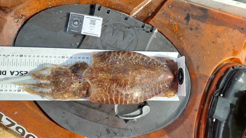 Fish Measure Picture