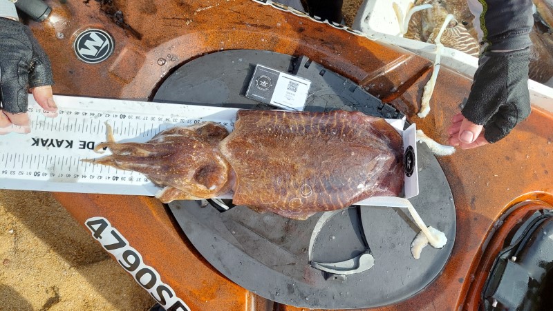 Fish Measure Picture