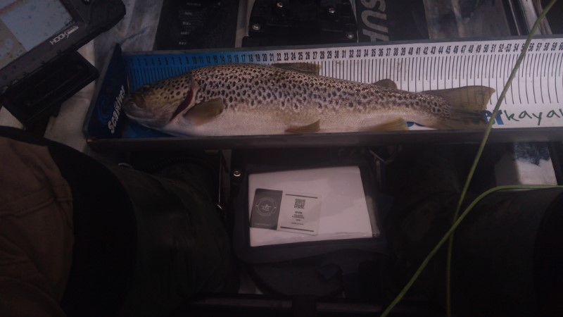 Fish Measure Picture