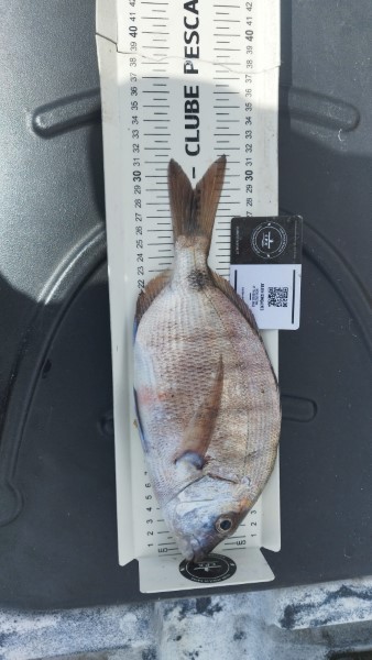 Fish Measure Picture