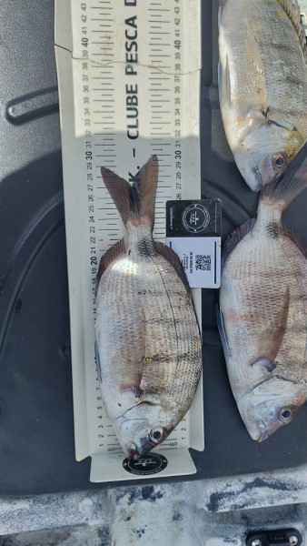 Fish Measure Picture