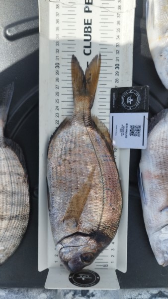 Fish Measure Picture