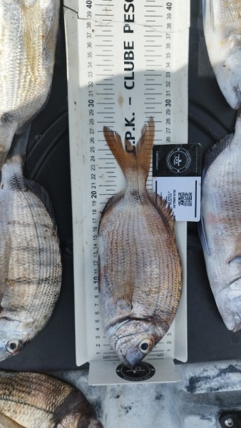 Fish Measure Picture