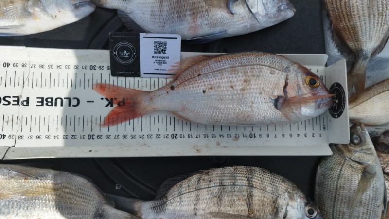 Fish Measure Picture