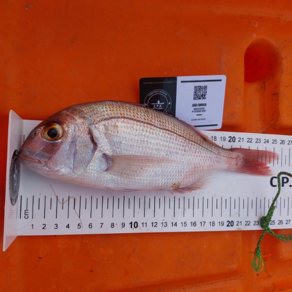 Fish Measure Picture