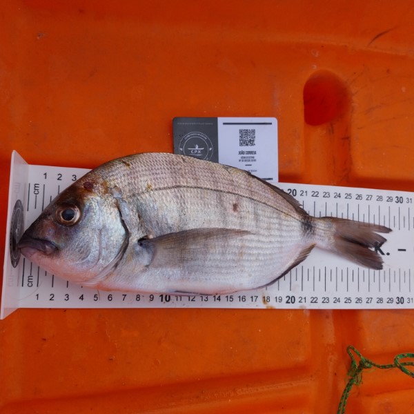 Fish Measure Picture