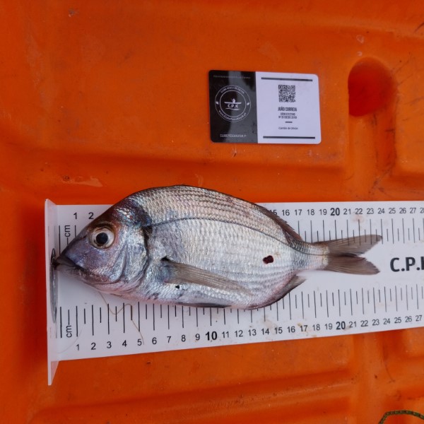 Fish Measure Picture