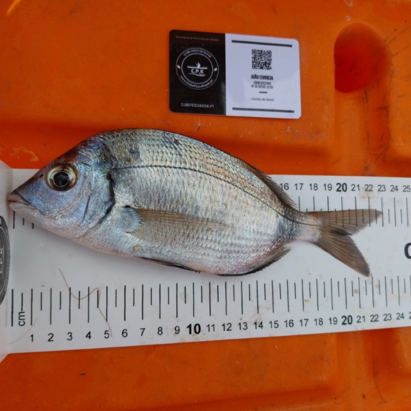 Fish Measure Picture