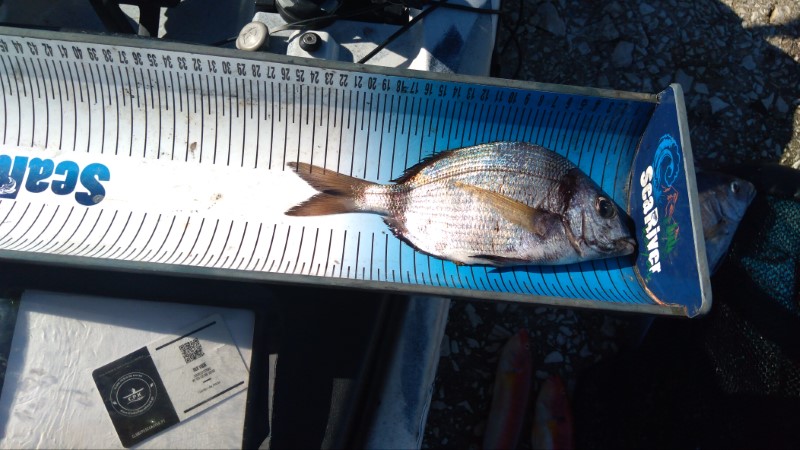 Fish Measure Picture
