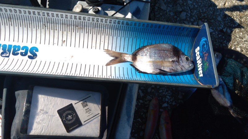 Fish Measure Picture