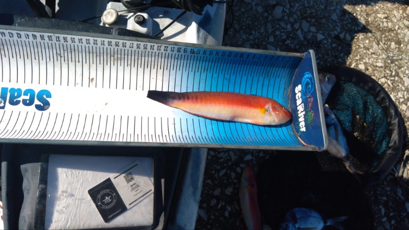 Fish Measure Picture