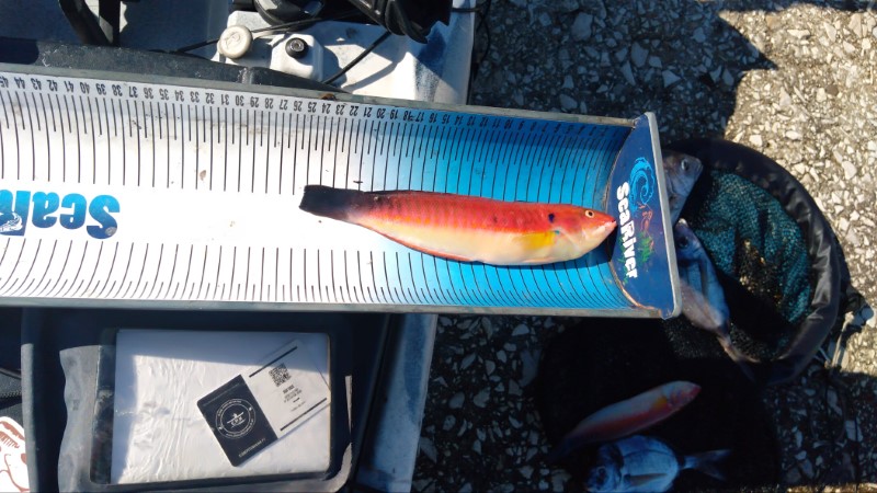 Fish Measure Picture