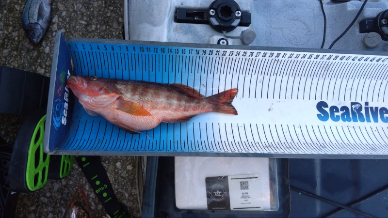 Fish Measure Picture