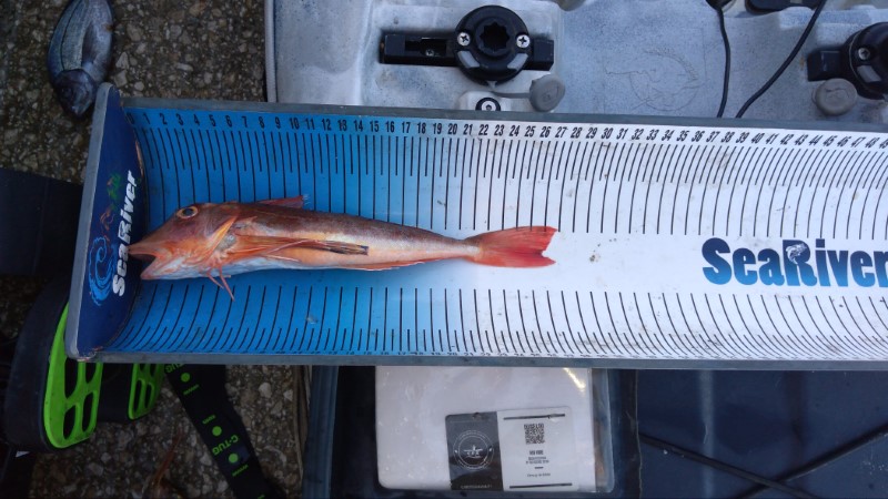 Fish Measure Picture