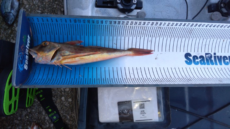 Fish Measure Picture