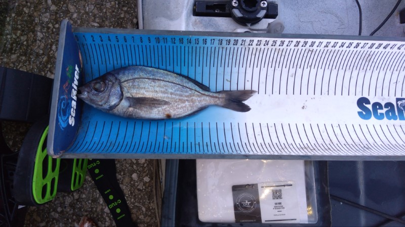 Fish Measure Picture