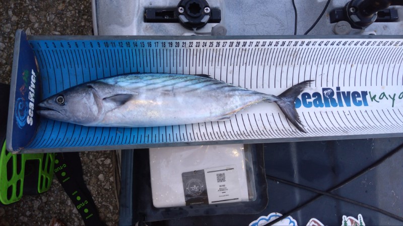 Fish Measure Picture