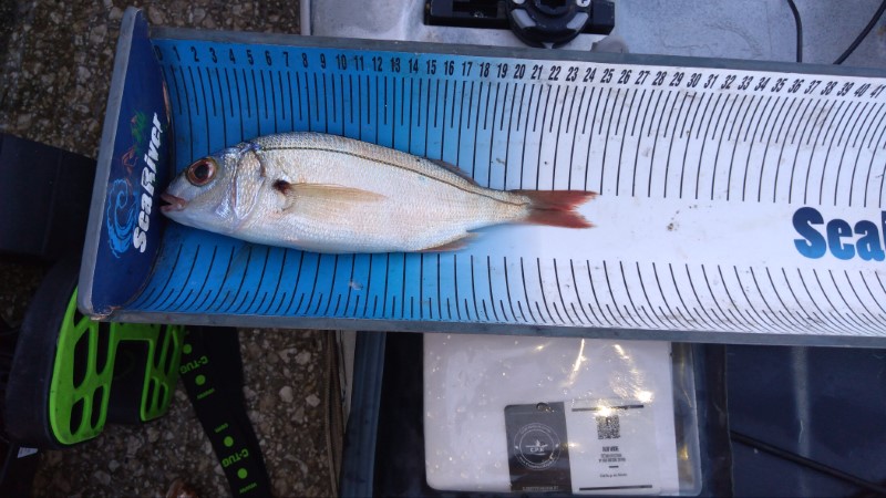 Fish Measure Picture