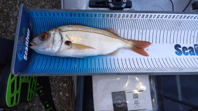 Fish Measure Picture