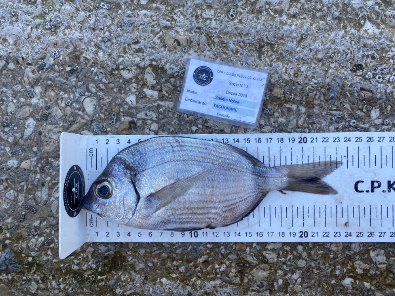 Fish Measure Picture