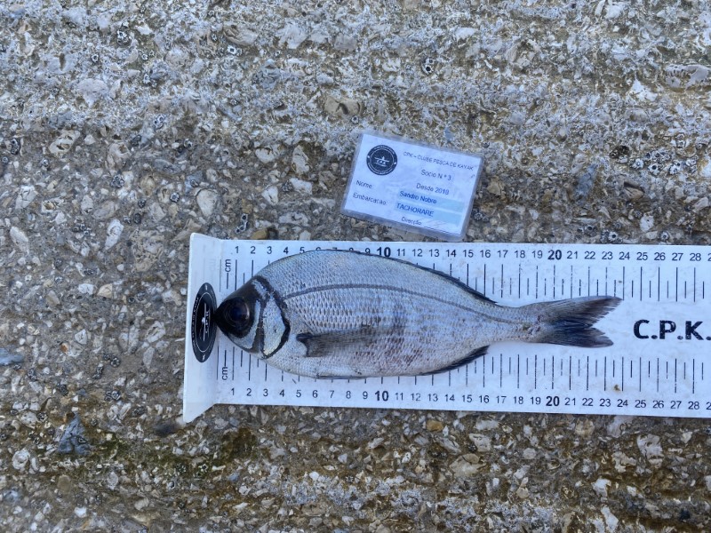 Fish Measure Picture