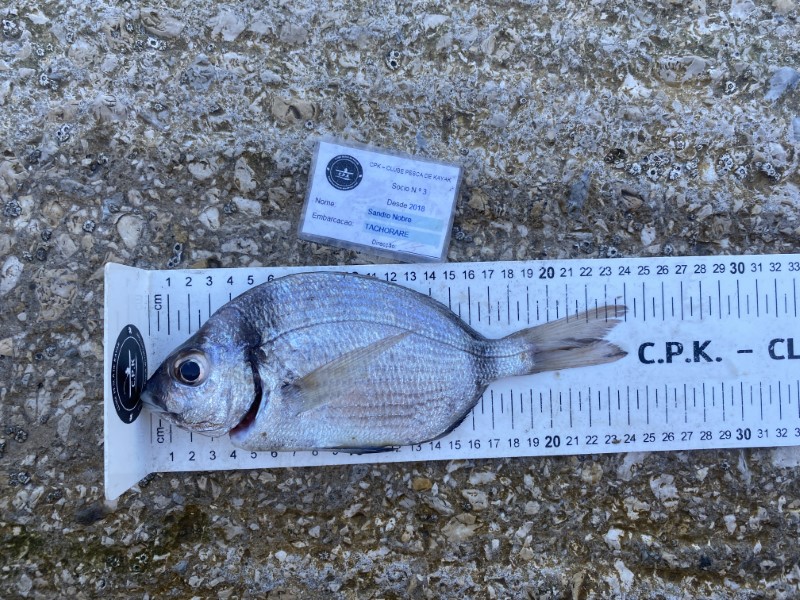Fish Measure Picture