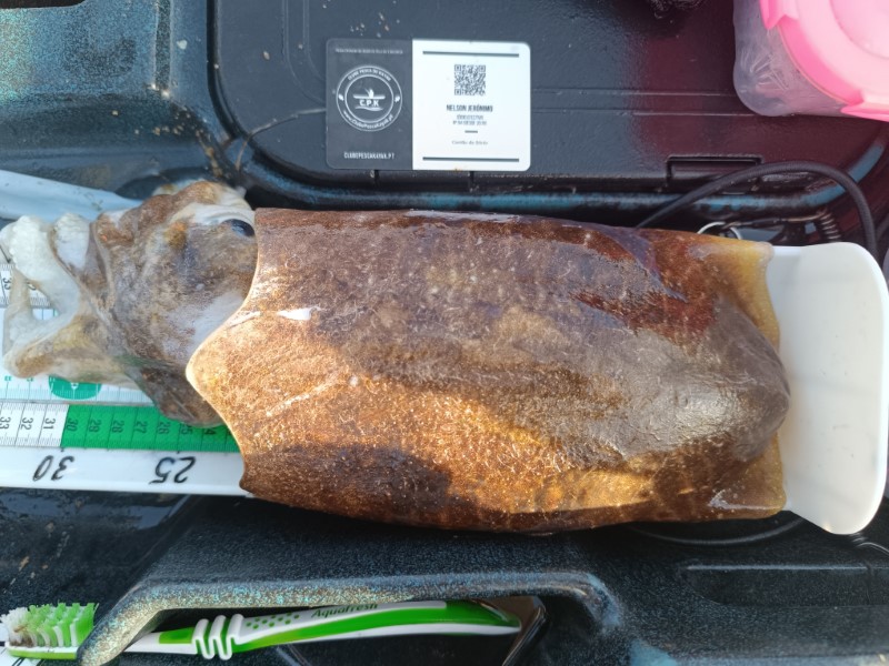 Fish Measure Picture