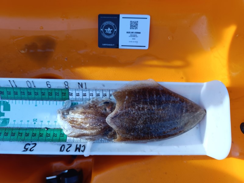 Fish Measure Picture