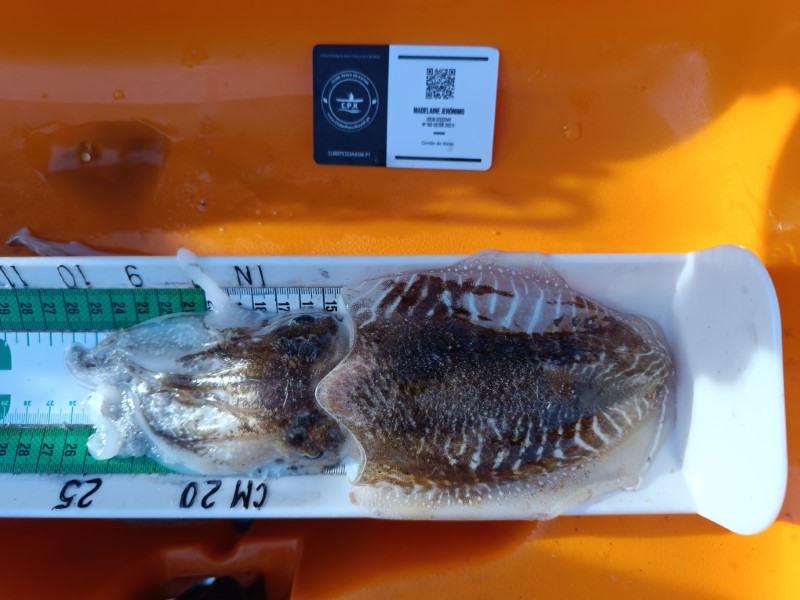 Fish Measure Picture