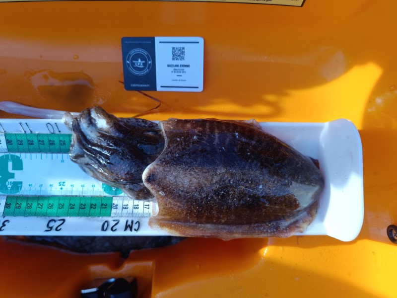 Fish Measure Picture