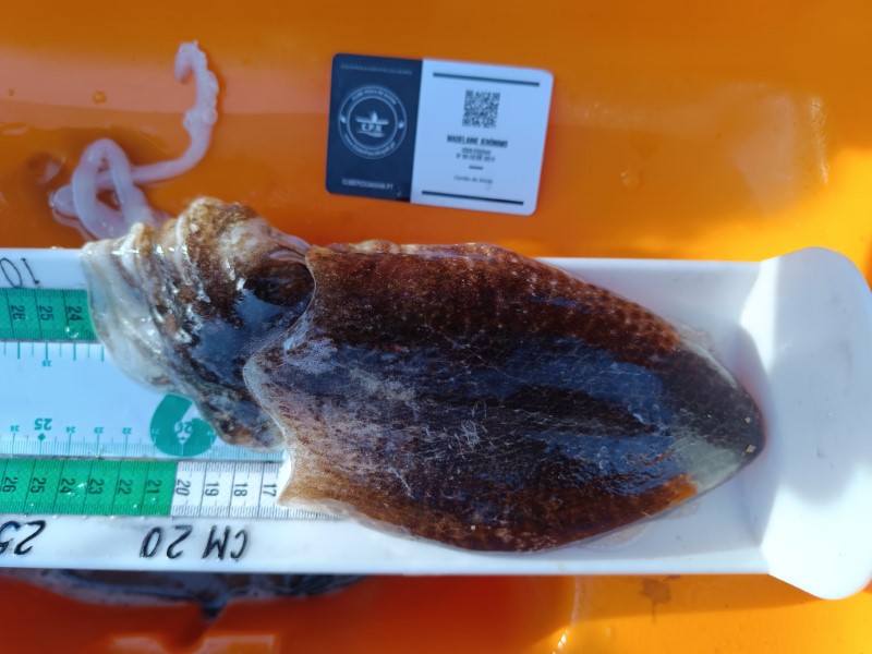 Fish Measure Picture