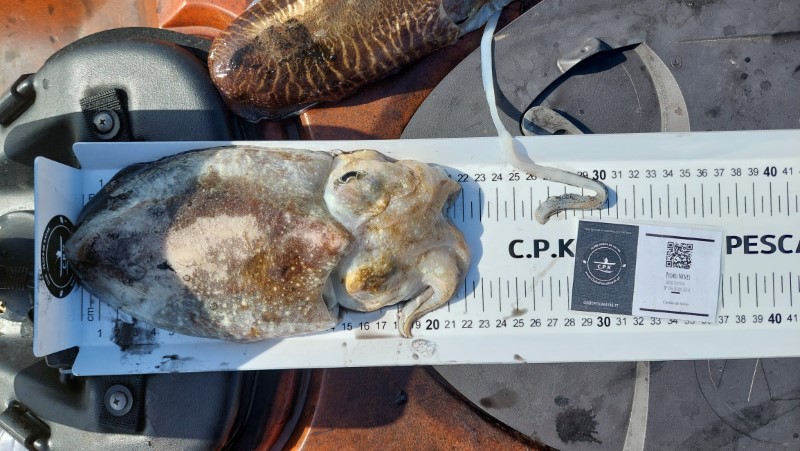 Fish Measure Picture
