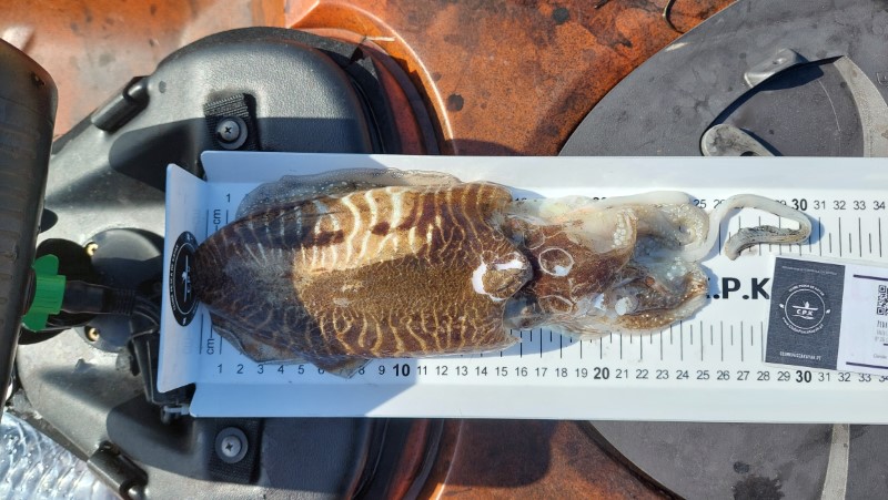 Fish Measure Picture