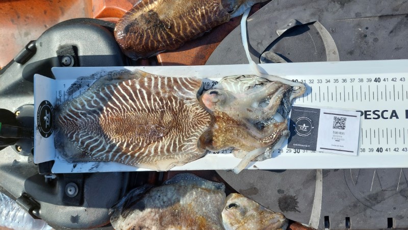 Fish Measure Picture