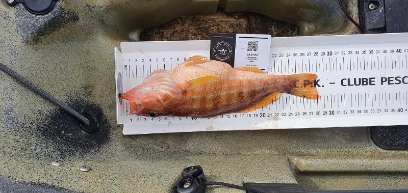Fish Measure Picture