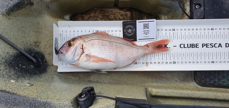 Fish Measure Picture