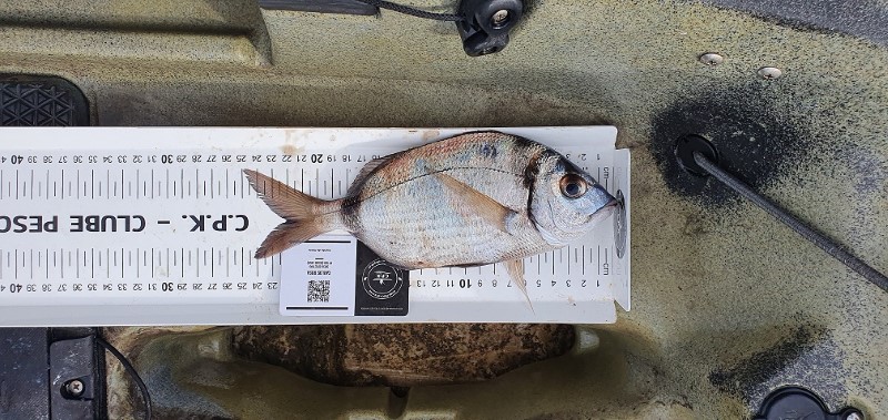 Fish Measure Picture