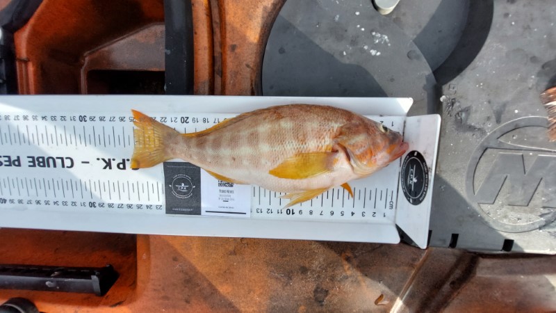 Fish Measure Picture