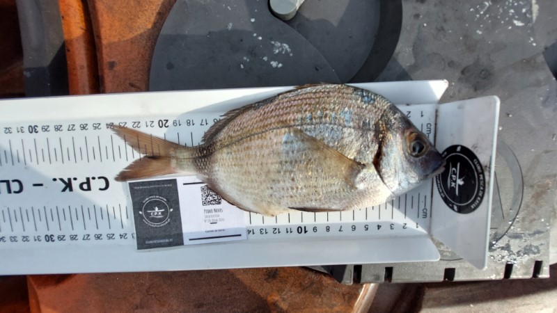 Fish Measure Picture