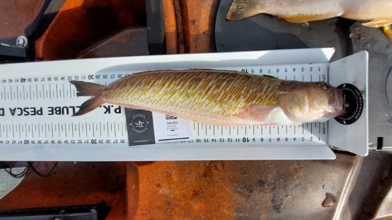 Fish Measure Picture