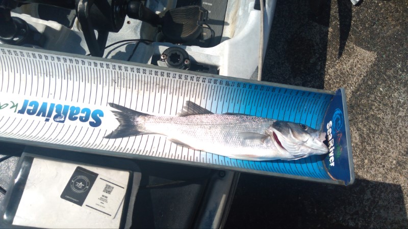 Fish Measure Picture