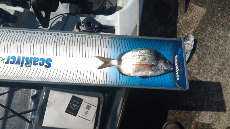 Fish Measure Picture