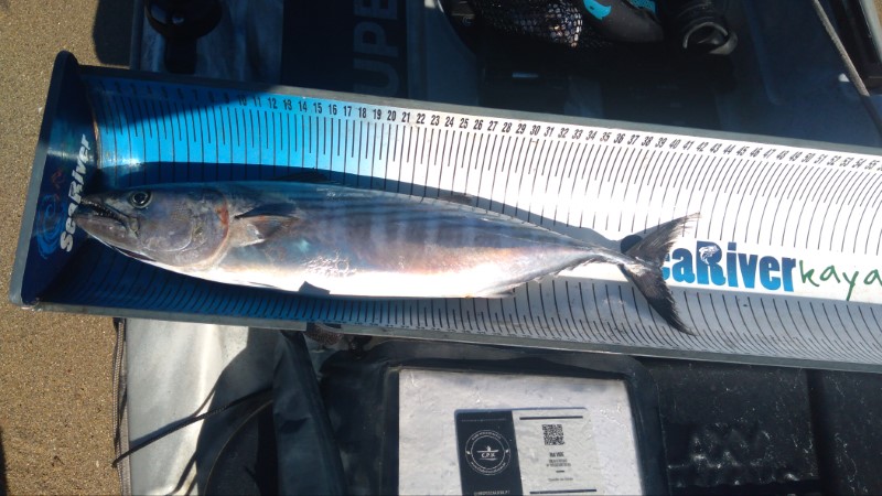 Fish Measure Picture