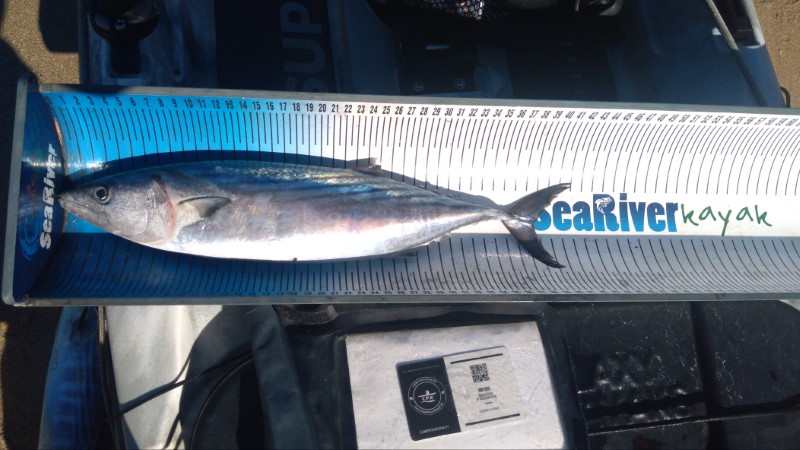 Fish Measure Picture