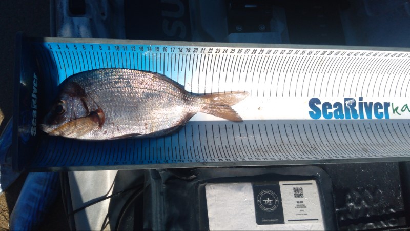 Fish Measure Picture