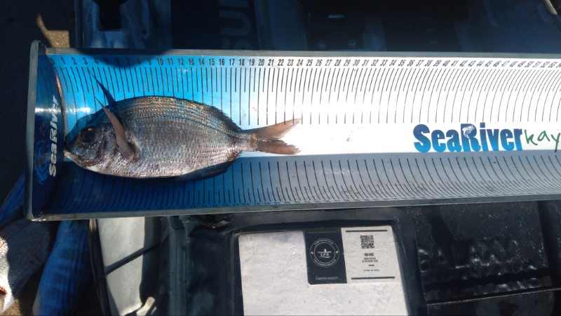 Fish Measure Picture