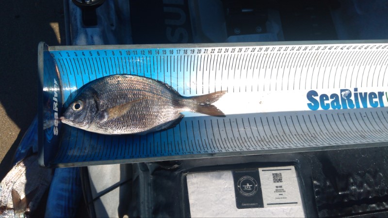 Fish Measure Picture